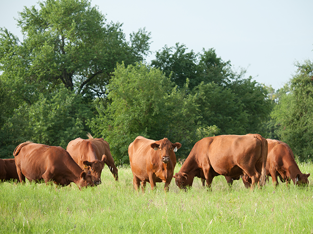Toxicosis is caused by grazing endophyte-infected fescue. The endophytes give the fescue resiliency to heat and drought, but the fungal compounds also can negatively impact performance of animals grazing it. (DTN/Progressive Farmer photo by Mark Parker)